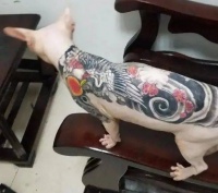 给狗纹身需要狗同意吗？