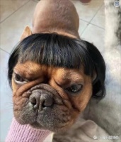法国斗牛犬戴上黑假发的可爱模样...@落乐至煞G的动态