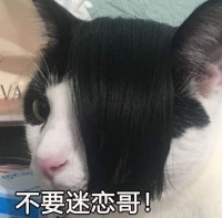 哈哈哈，千万不要随便给猫咪戴假发！