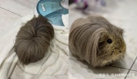 从上面看还以为是谁掉在地上的假发，真面目曝光笑翻网友！