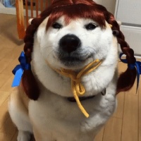 假如狗狗有了头发...有的看起来还挺好看！