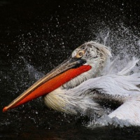 宠物纹身 小狗纹身 纹身图案定制