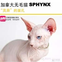 这种价值数万元的小丑猫，却是最酷的潮流元素！