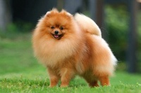 宠物美容之给狗狗洗澡的小技巧