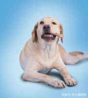 给宠物洗澡时，需要注意这些事，更好的护理宠物的五官和毛发！