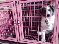 节前宠物洗澡美容扎堆 价格普涨