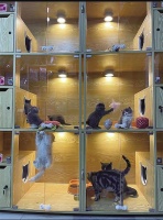 春节前“宠物经济”火爆——洗澡美容要排队 寄养预约也挺火