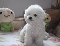 给狗狗洗澡美容有什么好处呢