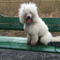 二月二龙抬头，宠物Tony老师约一波？