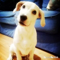 请用绝育保护它——宠物营养师亲身讲述自家爱犬绝育经历