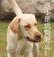 别再数颗粒了！宠物营养师告诉你到底喂多少狗粮才合适