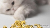 猫吃鱼油：是智商税还是科学喂养？一文秒懂！