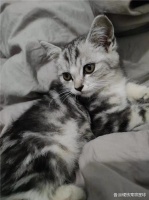 养宠攻略丨猫粮知识全解析