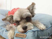 专业兽医在线答疑，氧宠博士贴心保驾