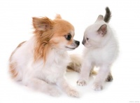 从0开始学习宠物营养—宠物肾脏护理