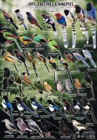 宠物营养品红黑榜！（红狗篇