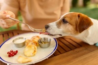 宠物的饮食习惯和营养需求有哪些值得了解的知识？