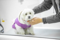 宠物医院、宠物学校、宠物相亲……宠物市场已经迈入千亿级！