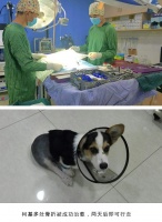 杭州虹泰宠物医院，宠物疾病治愈真实案例