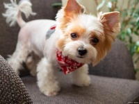 狗狗髌骨脱位很痛苦？学会这套按摩方法促进康复