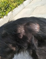 全记录宠物狗康复过程，看看对你有帮助