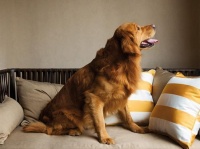 盘点可以带宠物入住的高端酒店：让爱宠跟您一起享受“尊贵旅途”