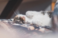 宠物养护秘籍：让毛孩子们拥有幸福生活的八大妙招！