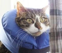 宠物急救知识：受伤猫咪搬运不当造成二次伤害，如何正确搬运！