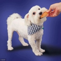 宠物急救箱必备的九种物品