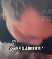 真是太好了！狗狗突发疾病心脏骤停，主人人工呼吸后成功救回！