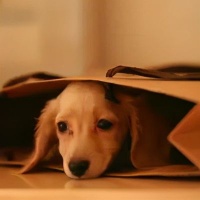 狗狗的一些急救小技巧，必收藏！