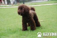 怎样急救狗狗 狗的急救与护理常识