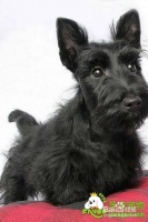 给宠物狗做绝育手术应当注意哪些事项