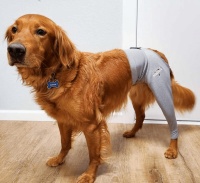 宠物手术恢复如何实现成功痊愈？外科医师总结与宠物主人沟通的6大要点