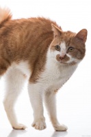 给公猫做去势手术伤口没缝合，宠物医生被小哥哥给骂了