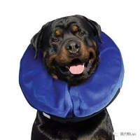 如何护理绝育手术后的狗狗，有哪些问题需要注意？