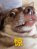 “米奇耳”很可爱？这样的宠物医美手术，慎做！