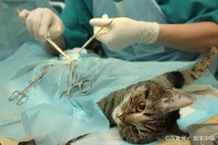 宠物做手术预计30分钟最后用了50分钟，延长的20分钟发生了什么
