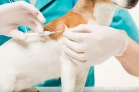 狗狗肿瘤手术后注意事项，铲屎官们务必要谨记！