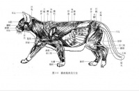 【藏猫猫爱狗狗】190.针灸治疗猫呕吐
