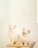 疾病治疗常规检查海报宠物店可爱宠物