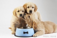 用来毒杀宠物狗的“异烟肼”，是种什么药？要注意这4点