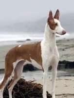 宠物医院设计 ——小动物们也有自己的专属医院了