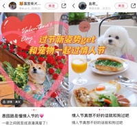 宠物仪式感消费火了：天猫国际进口宠物户外、露营类商品兴起