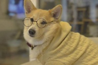 露营带狗，不愧是中产碎钞机