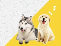 健康与科技的结合，宠物户外装备的未来展望