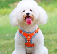 三款狗狗牵引绳，材质舒适耐用，让你的宠物出行更安全！