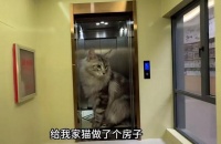 猫咪都买房了？2269万人围观，猫咪版商品房，家电、家具样样都不缺！网友：千万别让我家猫看到！