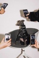 这只狗戴上了Chanel和Gucci