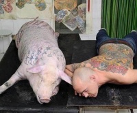 男子酷爱纹身，一时兴起给宠物猪纹身，结果引起让人意外的反响